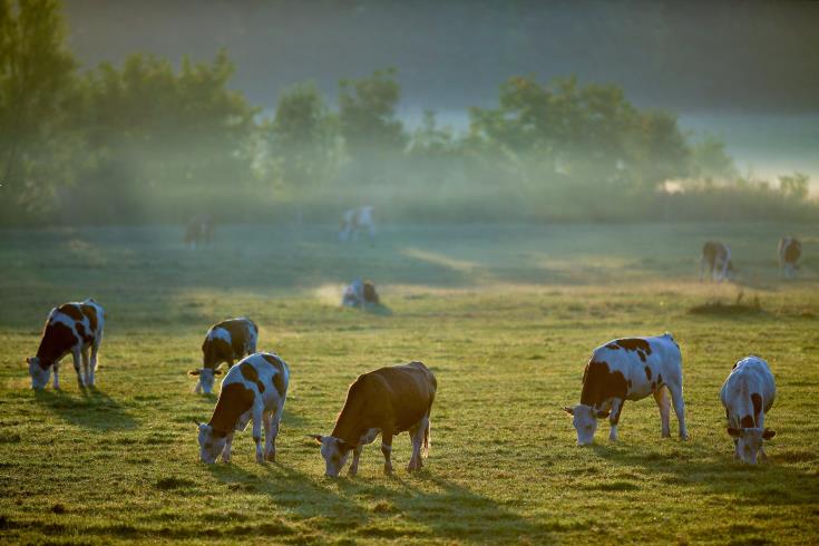 ΣΚΩΤΙΑ: Ξύπνησε ο εφιάλτης των τρελλών αγελάδων